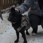 fot. nadesłane/ Schronisko dla Zwierząt w Kościerzynie