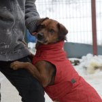 fot. nadesłane/ Schronisko dla Zwierząt w Kościerzynie